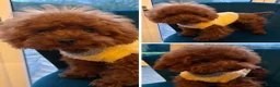 Cavapoo dogs for sale: Stunning Micro Asian Poodle x Cavapoo F1B puppies - Advert 32