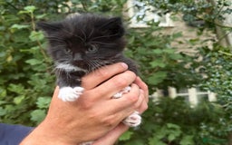 Mixed Breed cats for sale: Kittens for sale  - Image 4