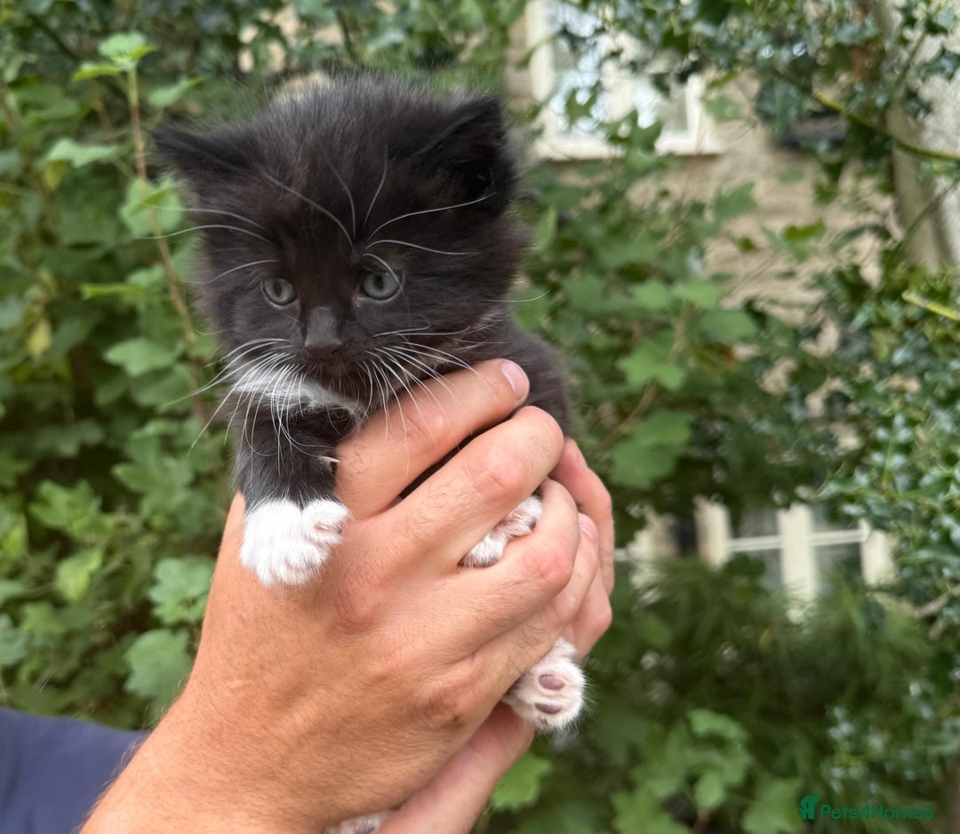 Mixed Breed cats for sale: Kittens for sale  - Image 4