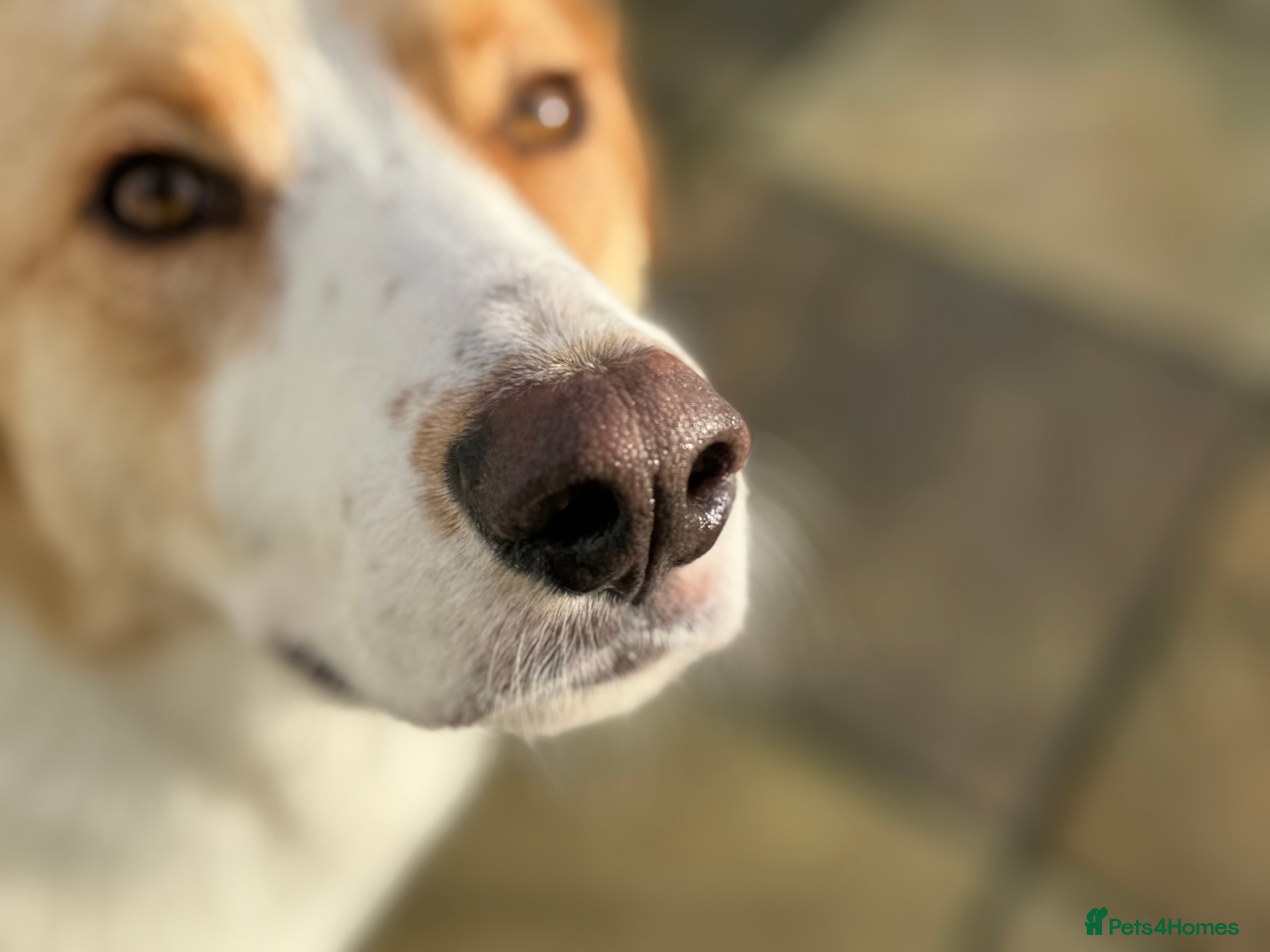 Mixed Breed dogs 💙🩵Archie is looking for Love🐾 🩵💙 - Advert 5