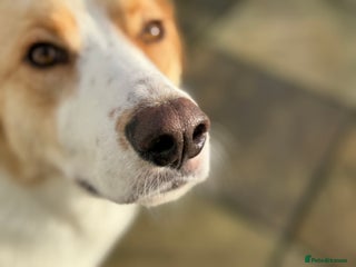 Mixed Breed dogs 💙🩵Archie is looking for Love🐾 🩵💙 - Advert 5