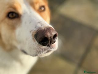 Mixed Breed dogs 💙🩵NOW ADOPTED 🩵💙 - Advert 17