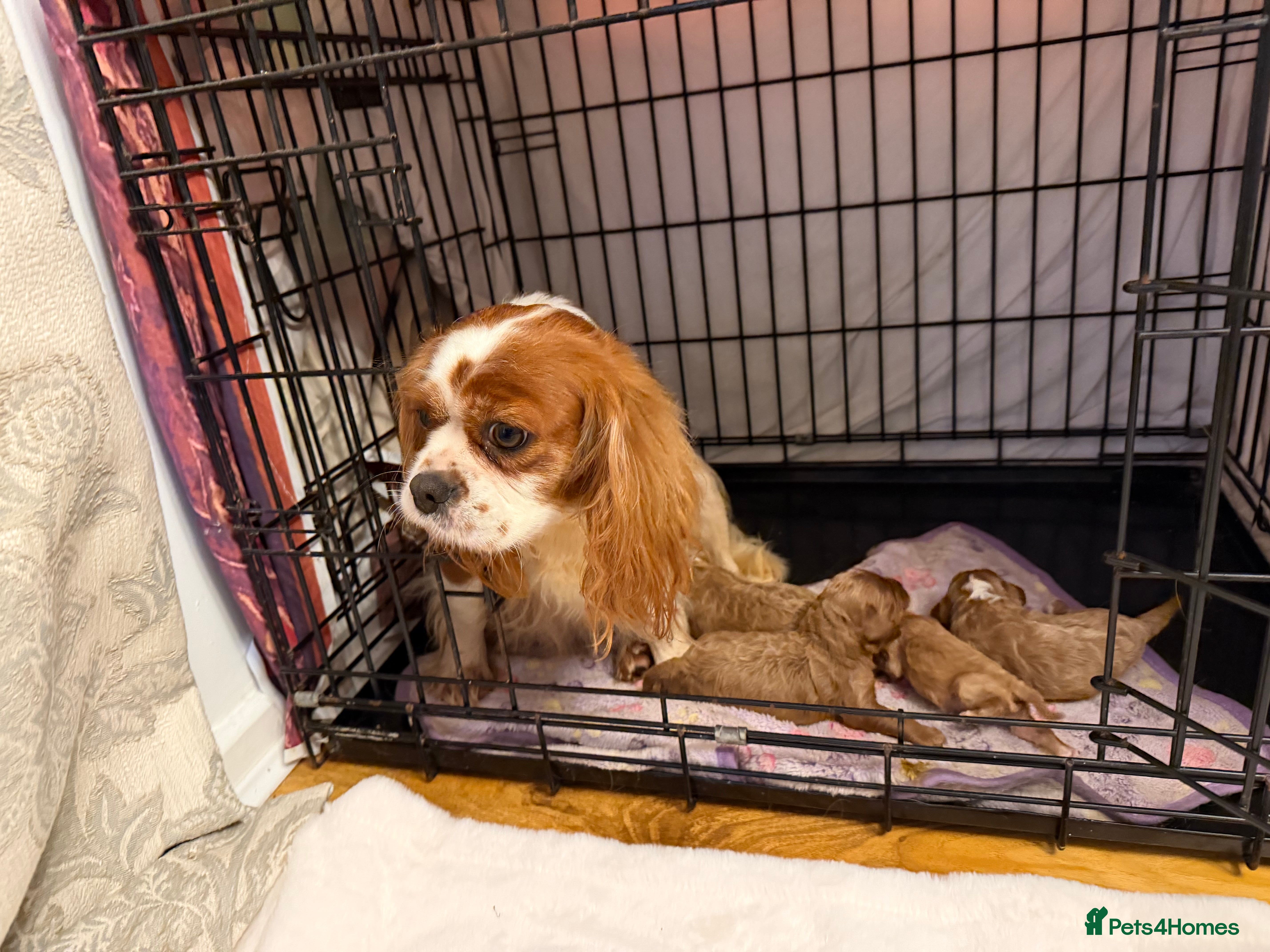 Cavapoo dogs F1 cavapoo puppies fully health tested - Advert 13