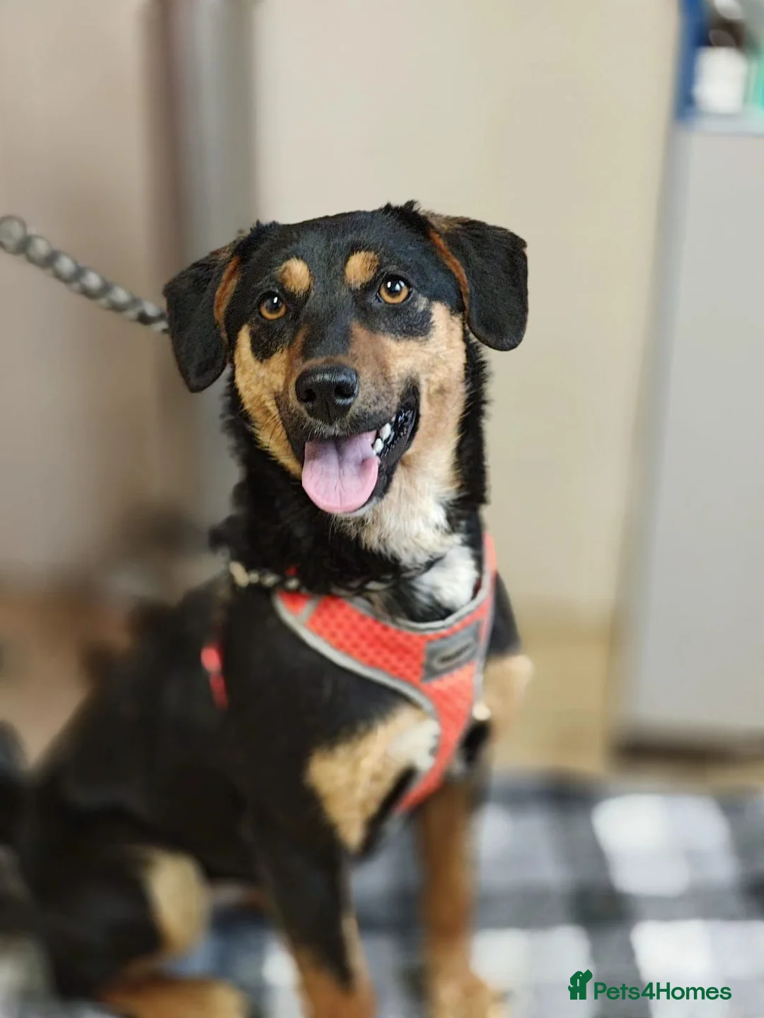 Mixed Breed dogs for adoption: ❤️🐶 PENNY – A HEART FULL OF LOVE & JOY ❤️🐶 - Advert 2