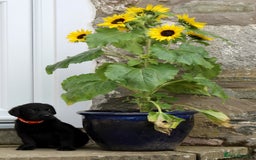 Labrador Retriever dogs for sale: Black and Yellow Working Labrador Puppies  - Image 35