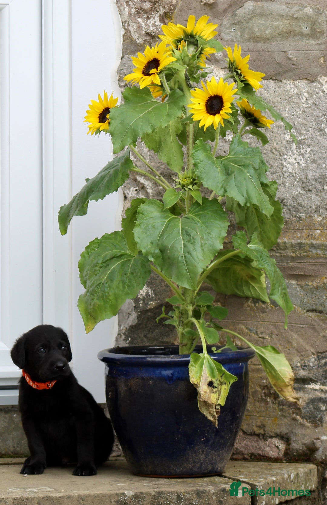 Labrador Retriever dogs for sale: Black and Yellow Working Labrador Puppies  - Image 35