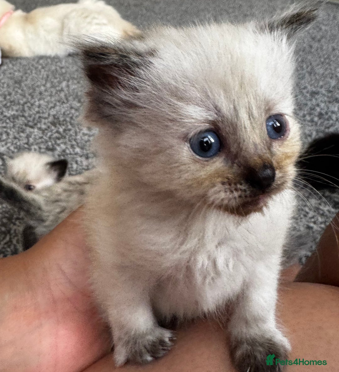 Mixed Breed cats for sale: Ragdoll mix kittens ready for new homes🤍 - Image 1