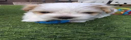 Yorkshire Terrier dogs for sale: 🐾 Golddust Yorkshire Terrier Puppies Available 🐾 - Advert 15