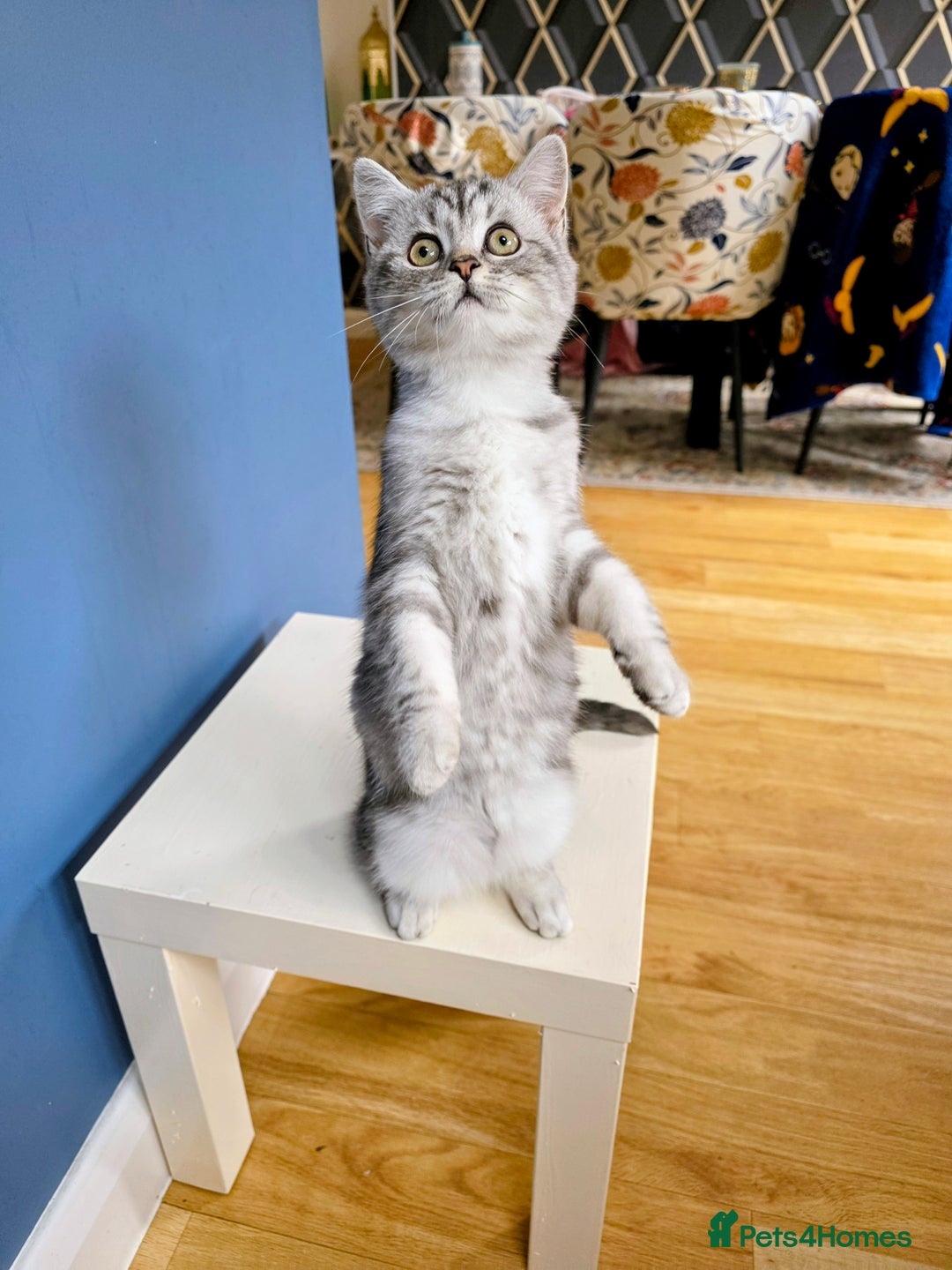 Persian cats for sale: Persian Chinchilla Silver - Advert 5