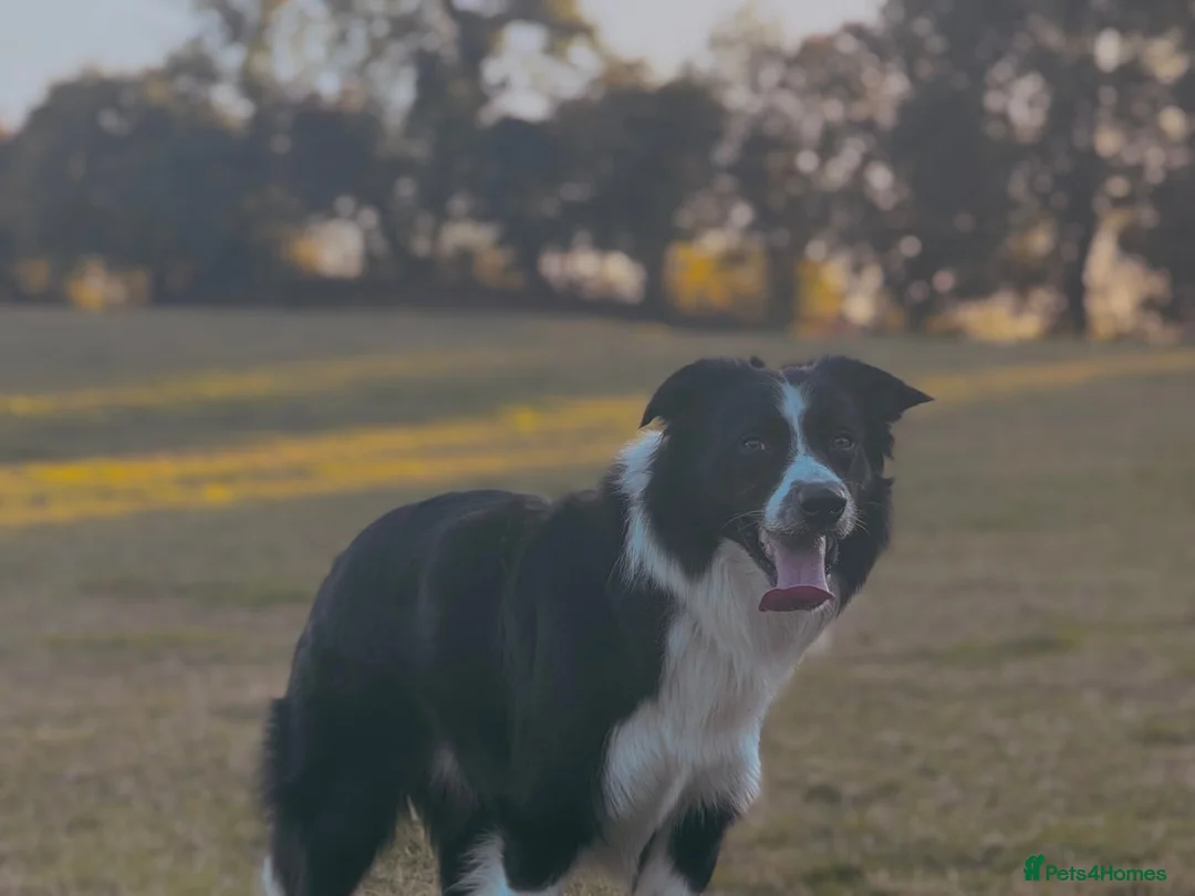 Border Collie dogs for stud: Border Collie for Stud  - Advert 3