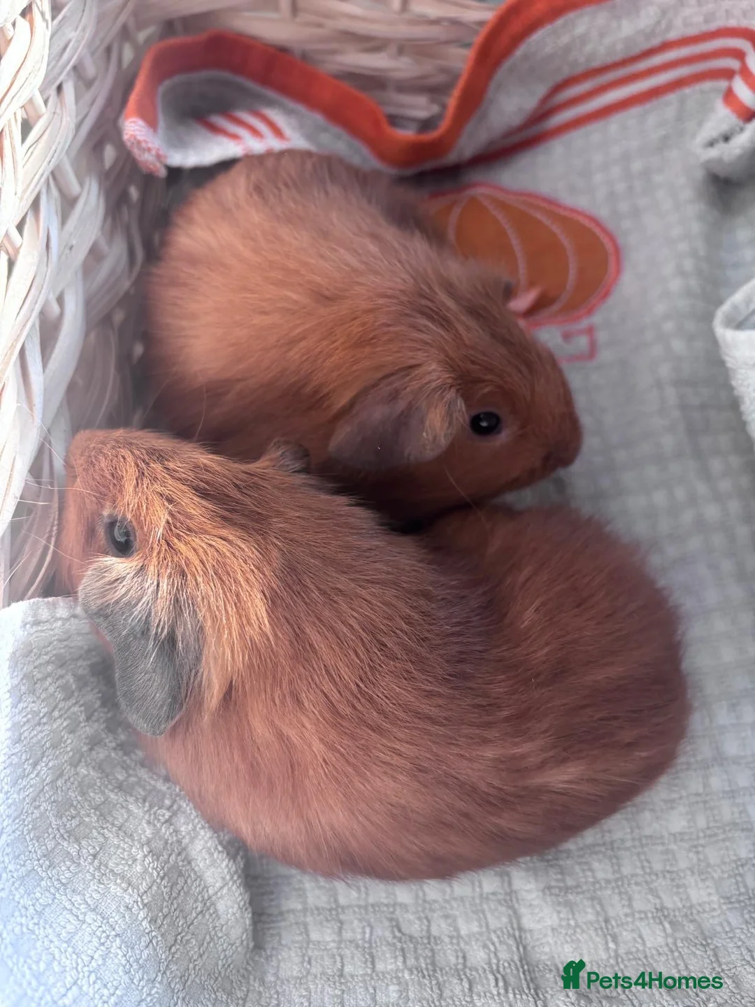 Guinea Pig rodents for sale: Beautiful Baby Guinea Pigs – Read to Reserve - Advert 6