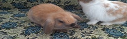 Mini Lop rabbits for sale: 4 Beautiful Mini Baby Lops  - Advert 2