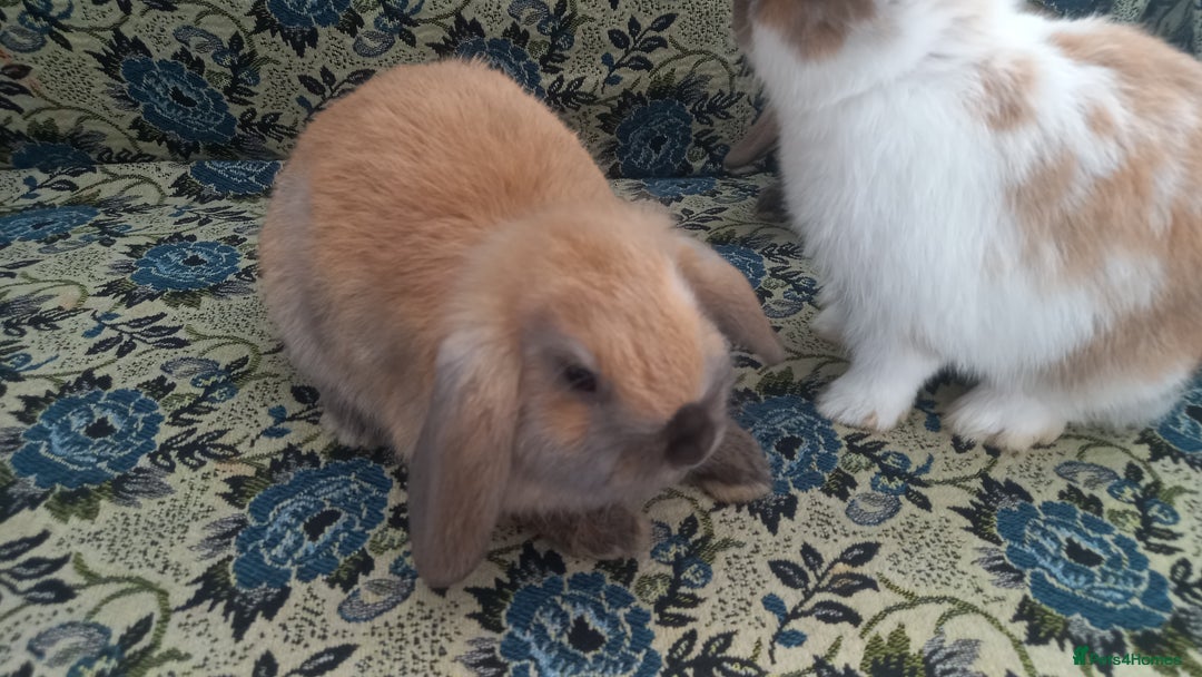 Mini Lop rabbits for sale: 4 Beautiful Mini Baby Lops  - Advert 2