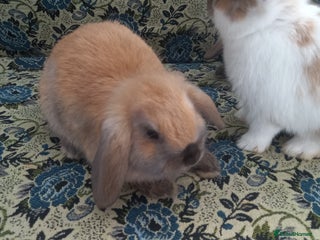 Mini Lop rabbits 2 Beautiful Mini Baby Lops - Advert 8
