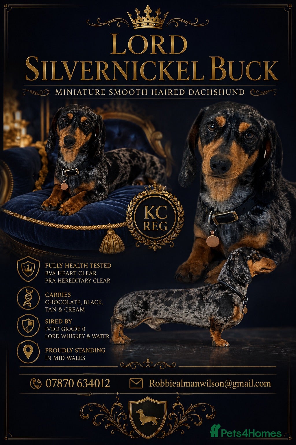 Miniature Dachshund dogs Fully health tested Stud - Lord Silvernickel Buck  - Advert 17