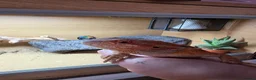 Bearded Dragon reptiles for sale: Bearded Dragon  in Bridgnorth - Advert 6