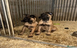 Belgian Shepherd Dog dogs for sale: Dutch herder puppys for sale  - Image 11