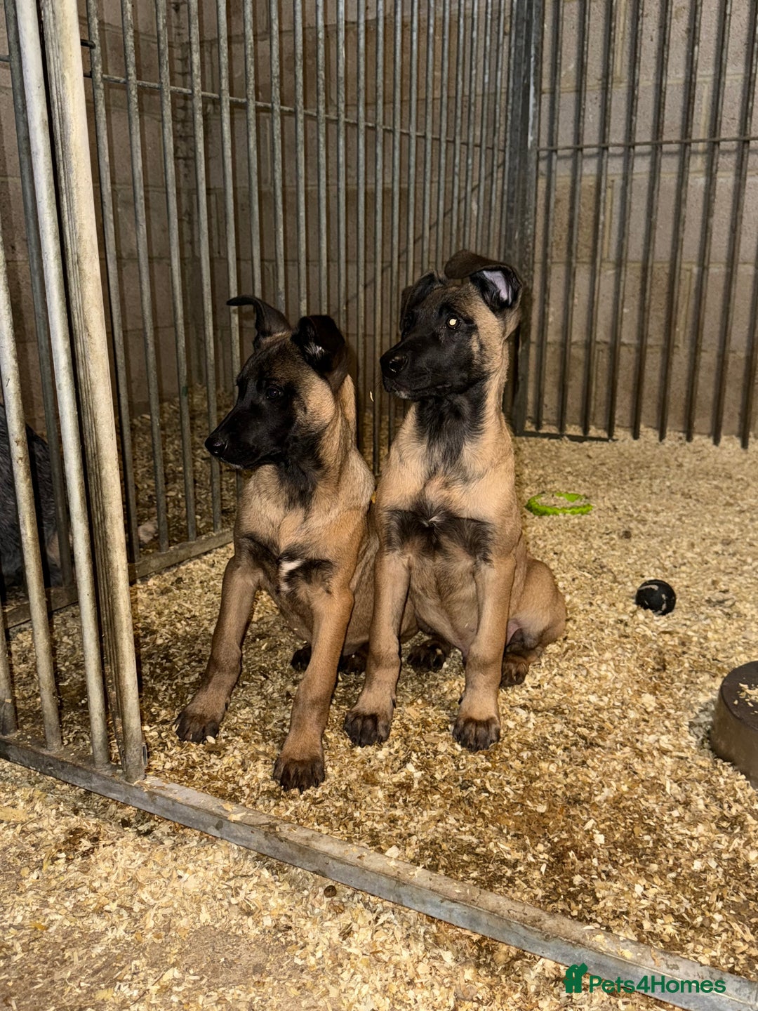 Belgian Shepherd Dog dogs for sale: Dutch herder puppys for sale  - Image 11