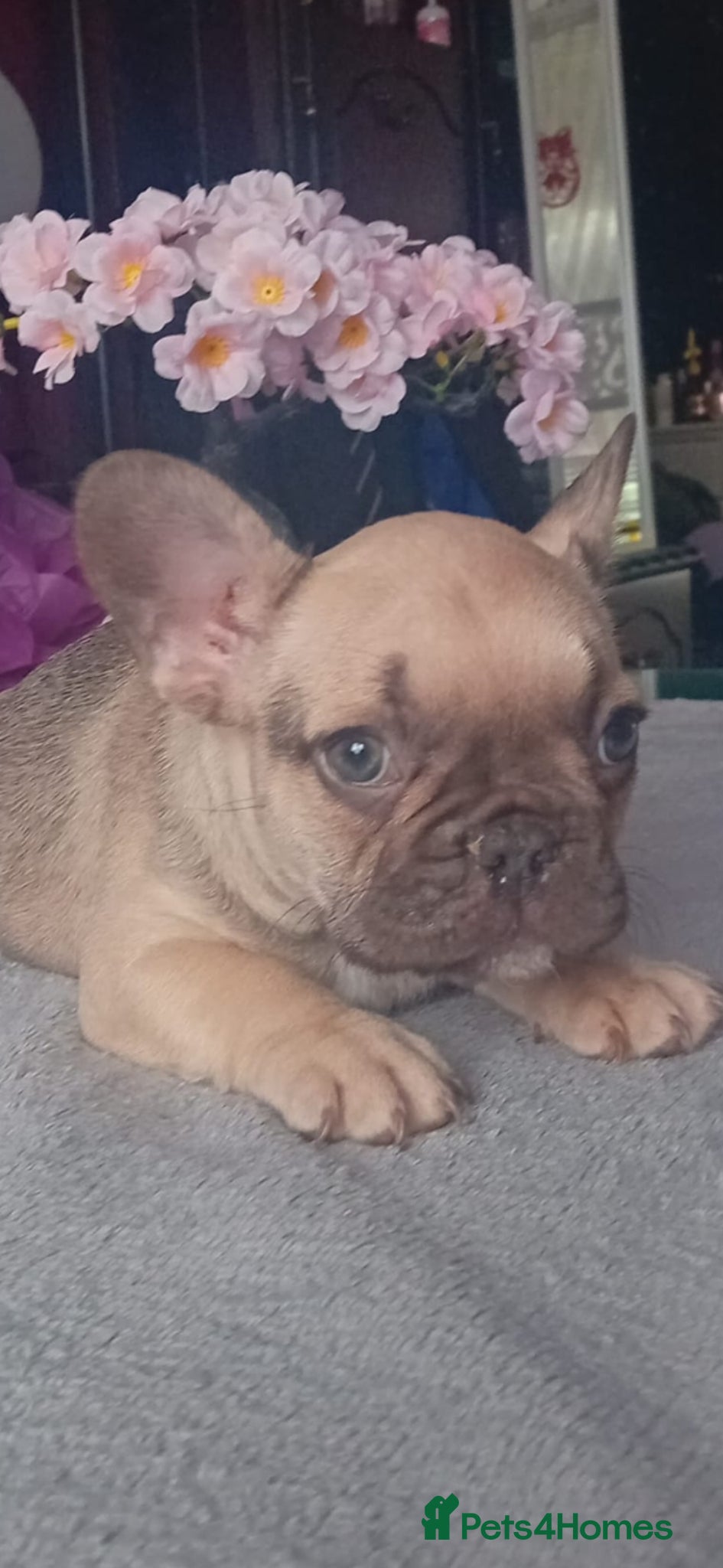 French Bulldog dogs French bulldog puppies - Advert 10