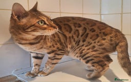 Bengal cats for sale: SBT Tica Bengal retired female Venus - Advert 4