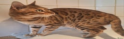 Bengal cats for sale: SOLD  PURE SBT Tica Bengal retired female Venus - Advert 4