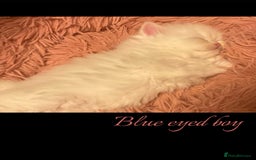 Persian cats for sale: Persians with beautiful features 4 AVAILABLE - Advert 11