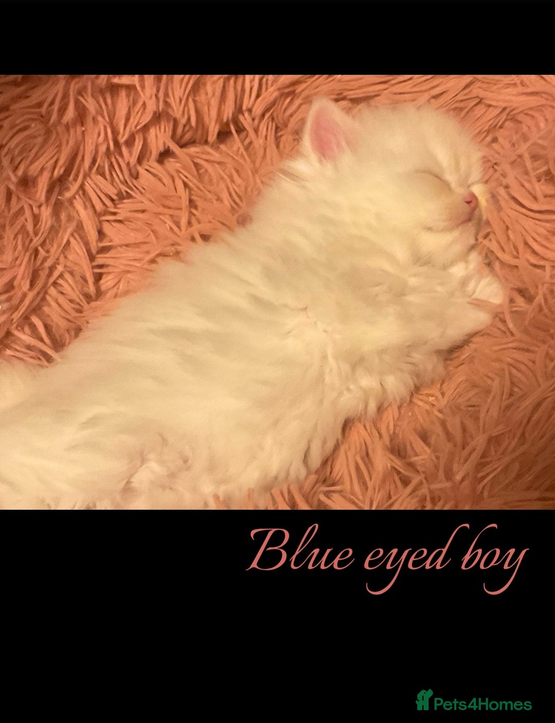 Persian cats for sale: Persians with beautiful features 4 AVAILABLE - Advert 11