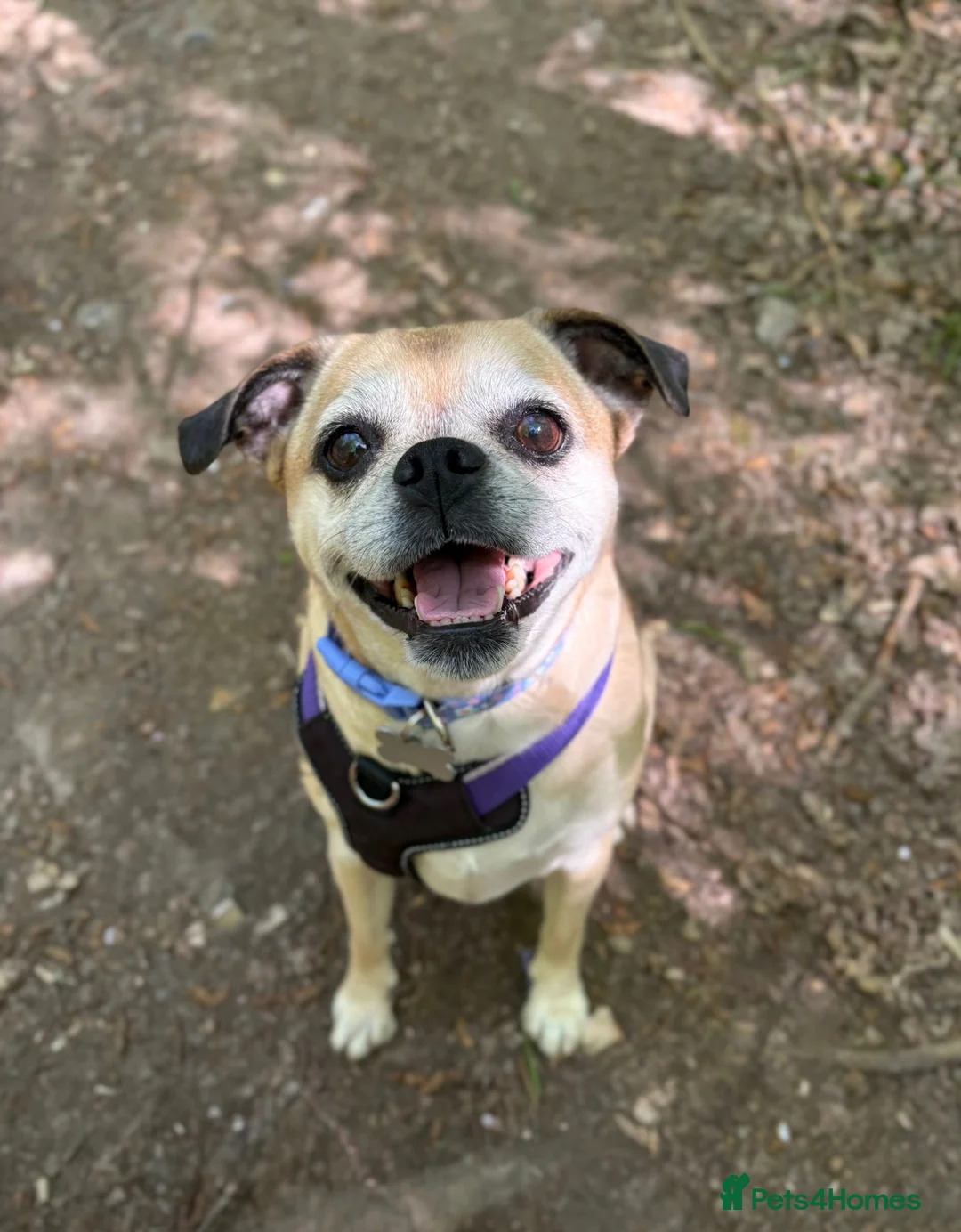 Pug dogs for adoption: Adorable Pug & Jug Duo! Must Stay Together 💛 - Advert 2