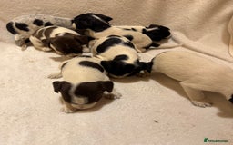 Mixed Breed dogs for sale: Cocker spaniel x jack Russell  - Image 2