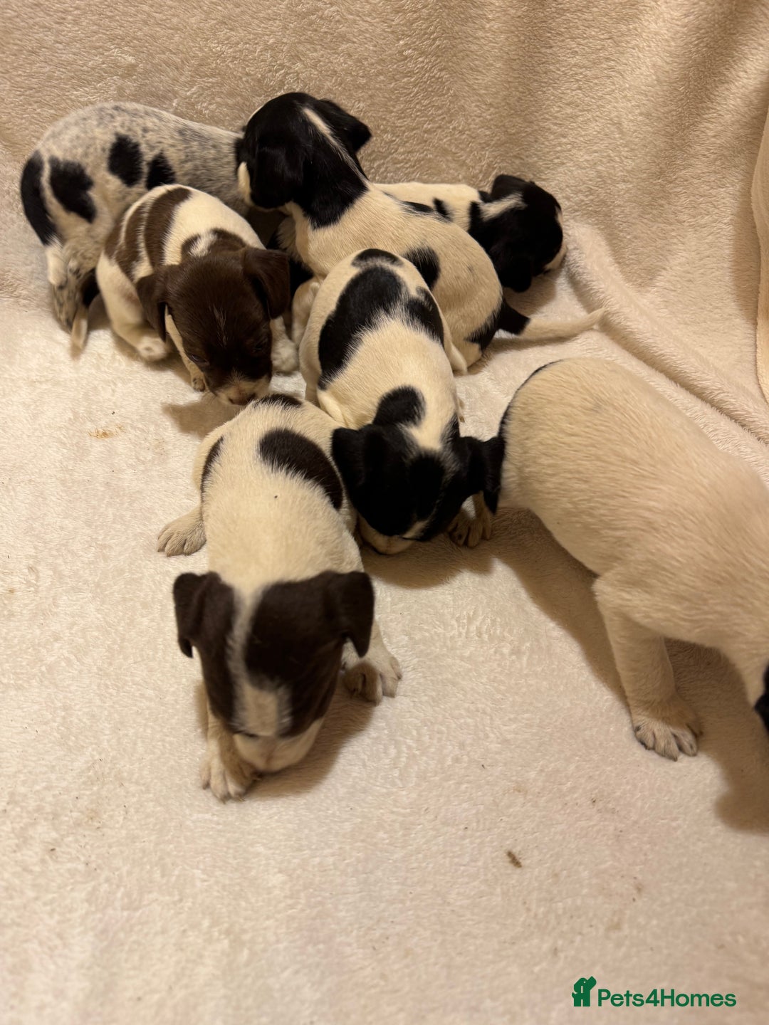 Mixed Breed dogs for sale: Cocker spaniel x jack Russell  - Image 2