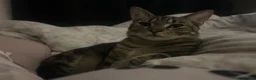 Bengal cats for sale: NEEDS REHOMING - Advert 4