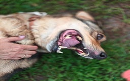 Mixed Breed dogs for adoption: 💙🐶 SIRKO 🐶💙 - Image 14