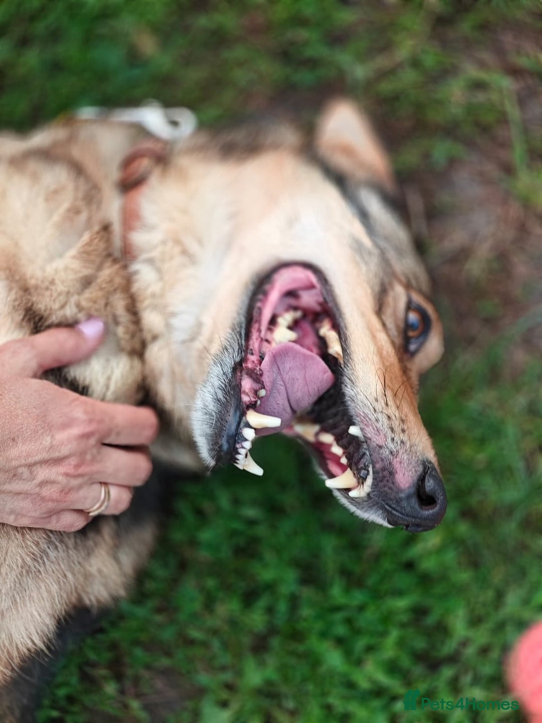 Mixed Breed dogs for adoption: 💙🐶 SIRKO 🐶💙 - Image 14