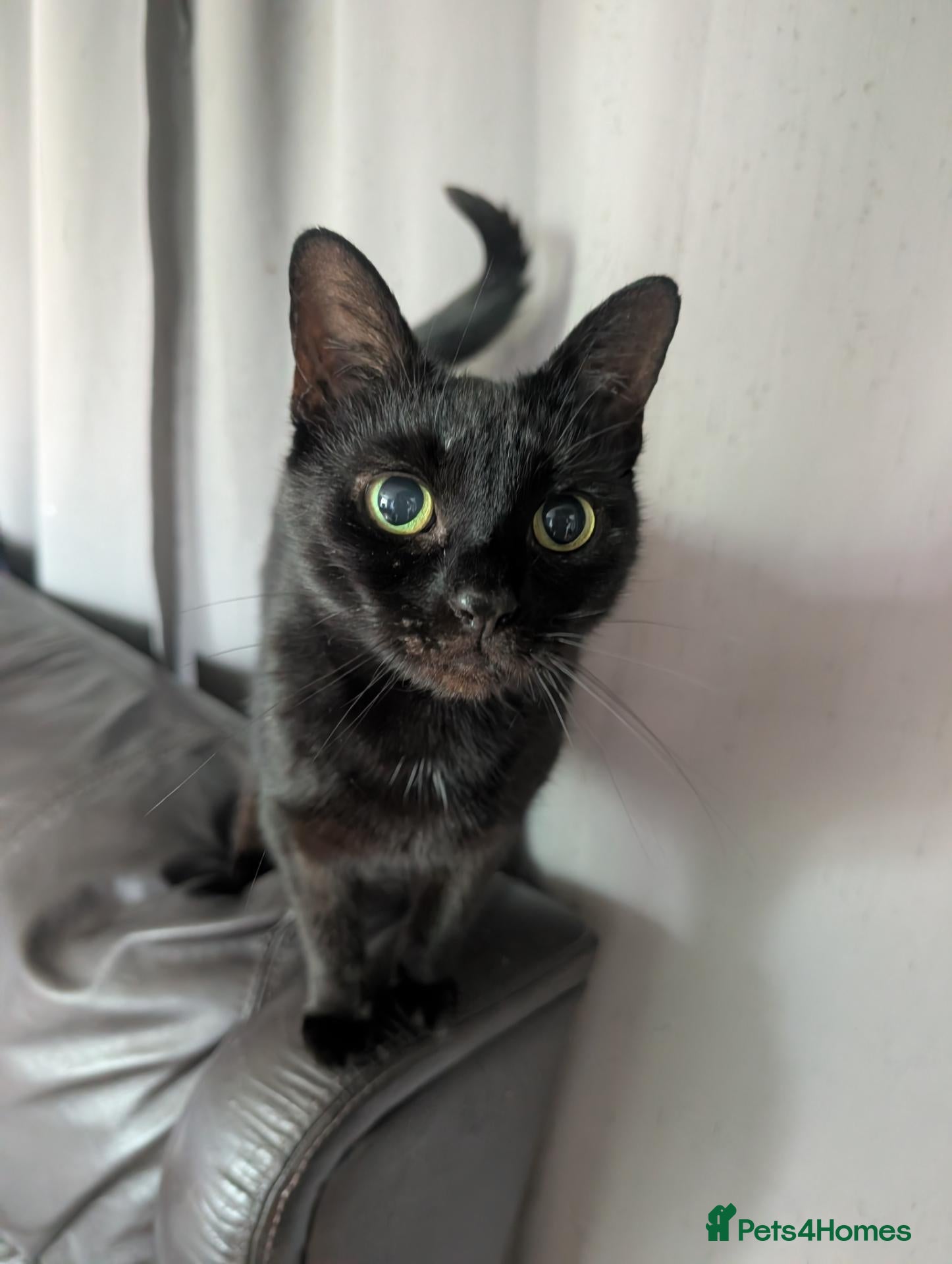 Domestic Shorthair cats Luna - Super sweet cat looking for a loving home. - Advert 13