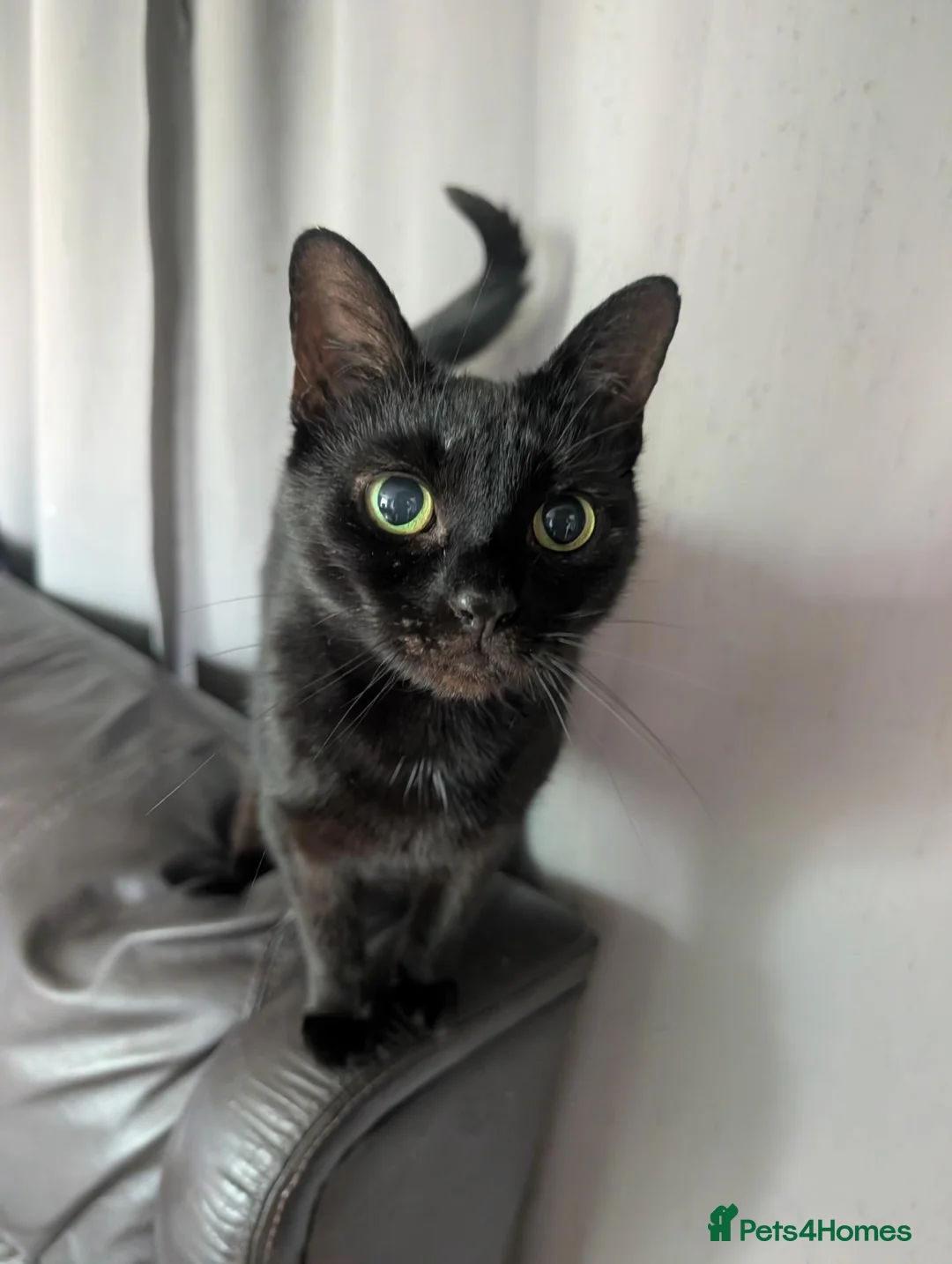 Domestic Shorthair cats for sale: Luna - Super sweet cat looking for a loving home. in Stockport - Advert 1