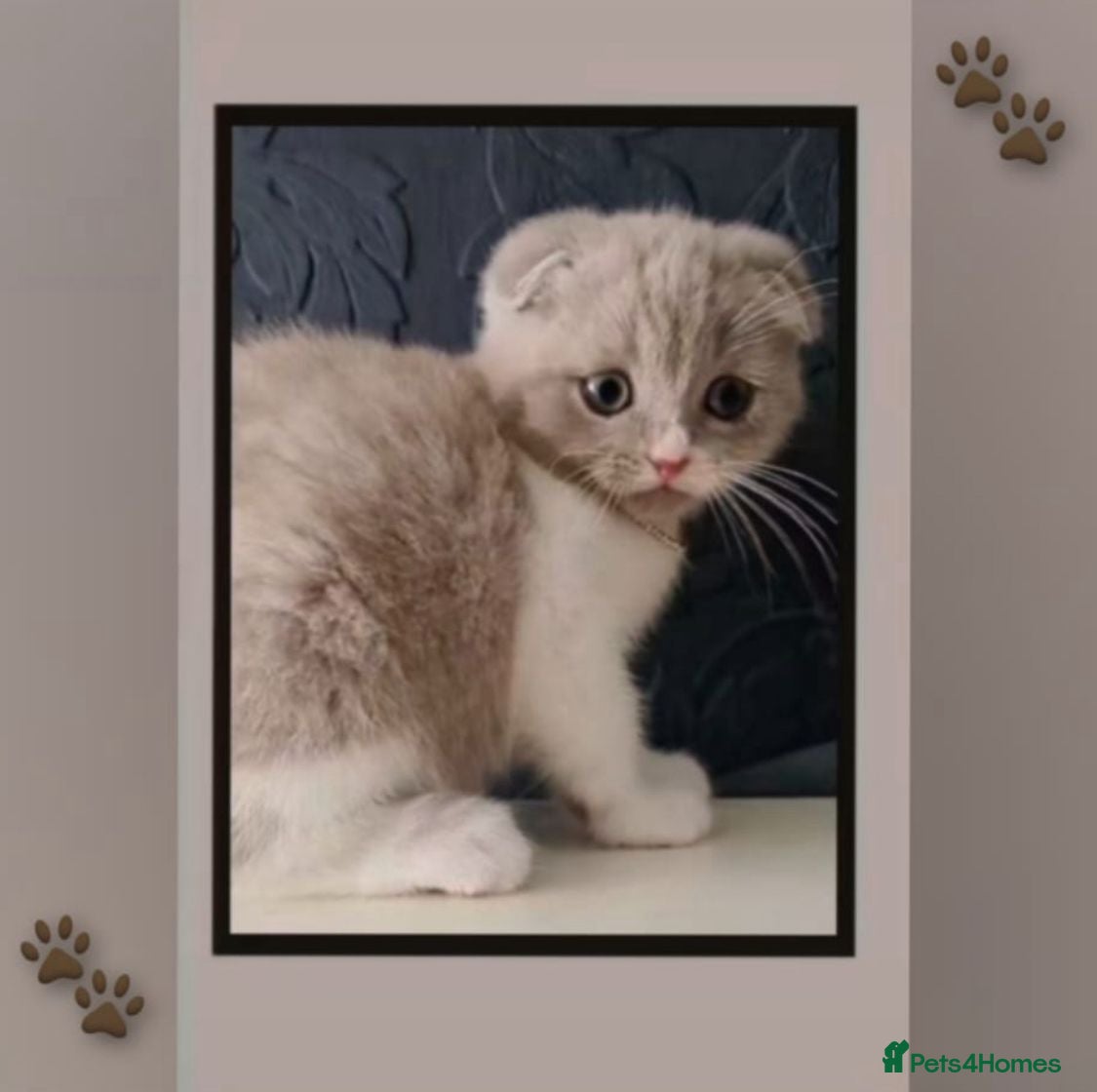 Scottish Fold cats 🐾✨ Adorable Kittens - Advert 5
