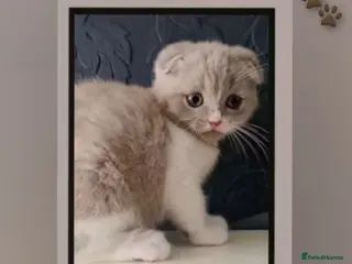 Scottish Fold cats 🐾✨ Adorable Kittens - Advert 5