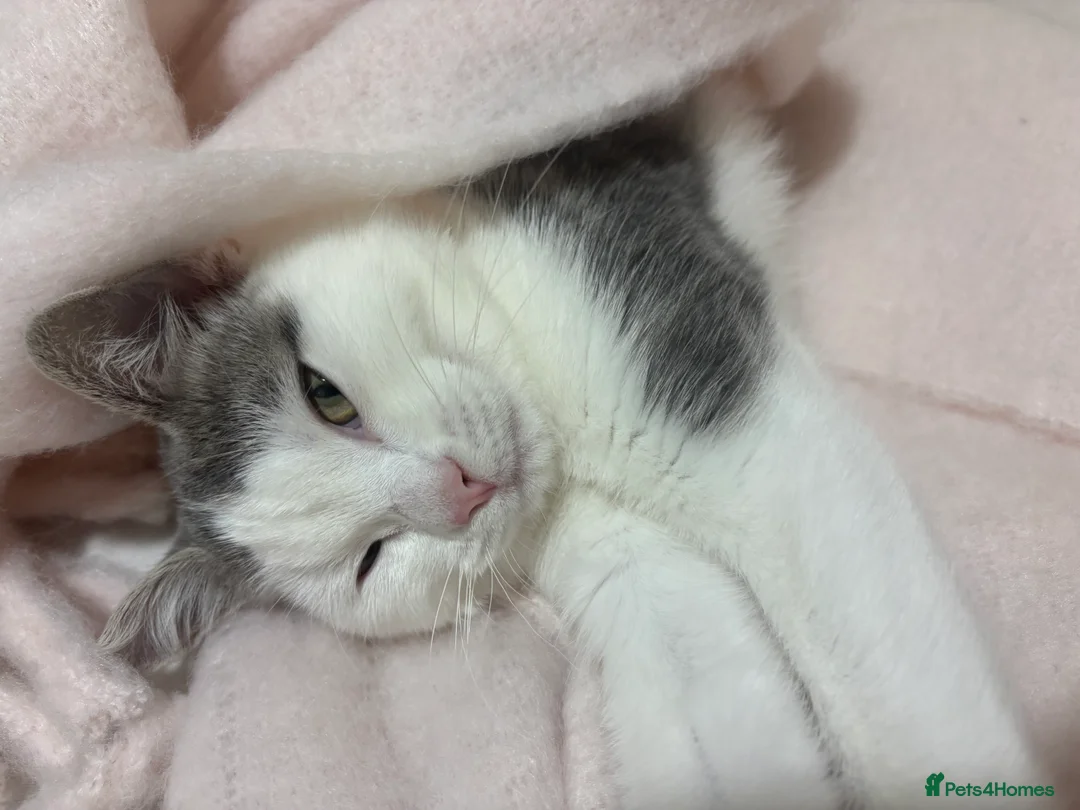 British Shorthair cats for sale: british shorthair mixed, Ready to leave now - Advert 1