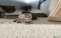 Scottish Fold cats for sale: Scottish fold&straight kittens - Advert 5