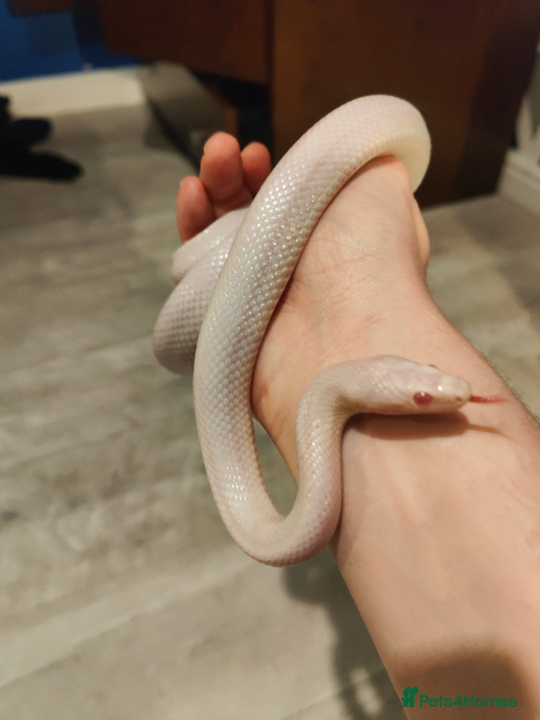 Corn Snake reptiles for sale: Male Whiteout Corn snake and Viv - Advert 1