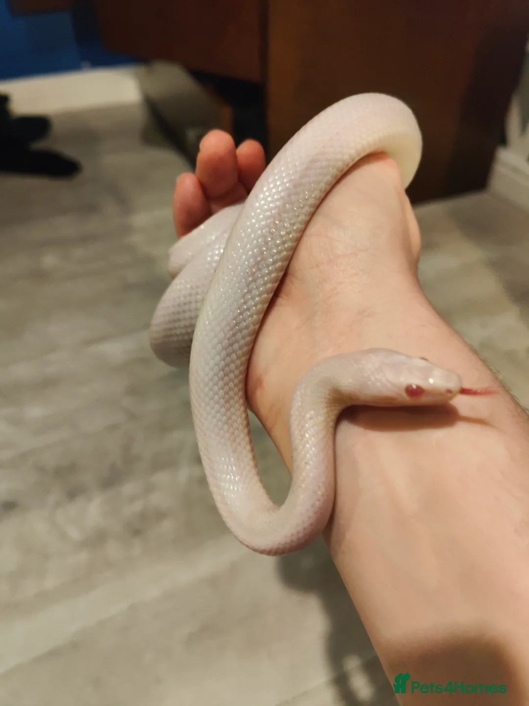 Corn Snake reptiles for sale: Male Whiteout Corn snake and Viv - Advert 1