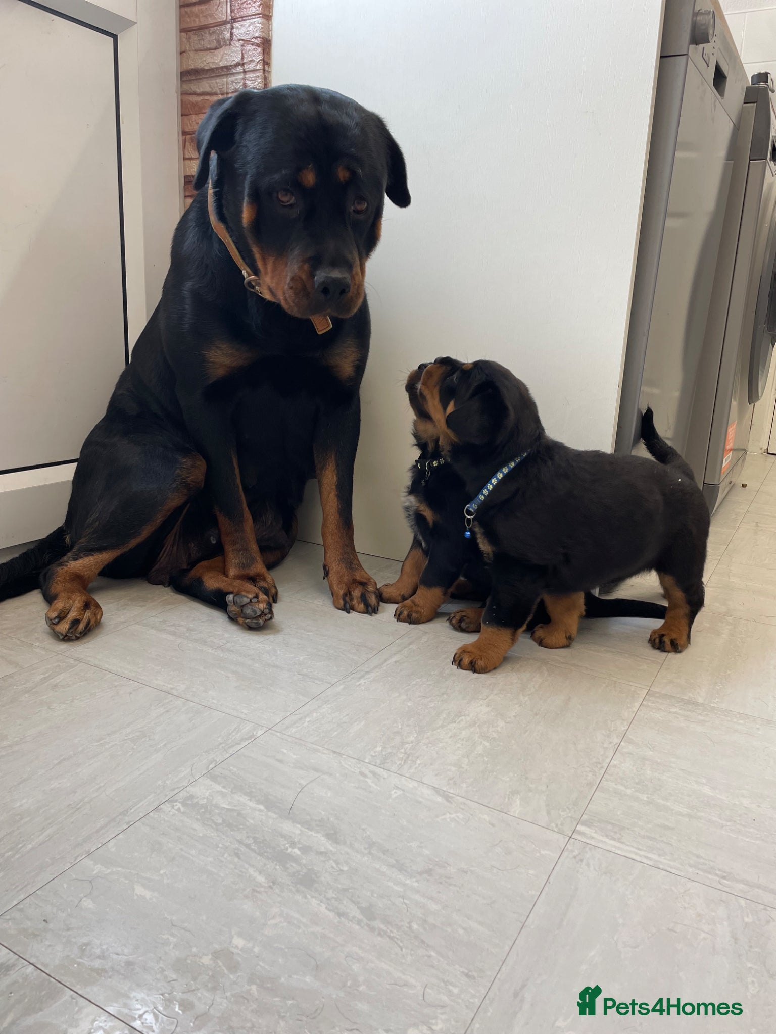 Rottweiler dogs ROTTWEILER PUPPIES "ready to go" - Advert 1