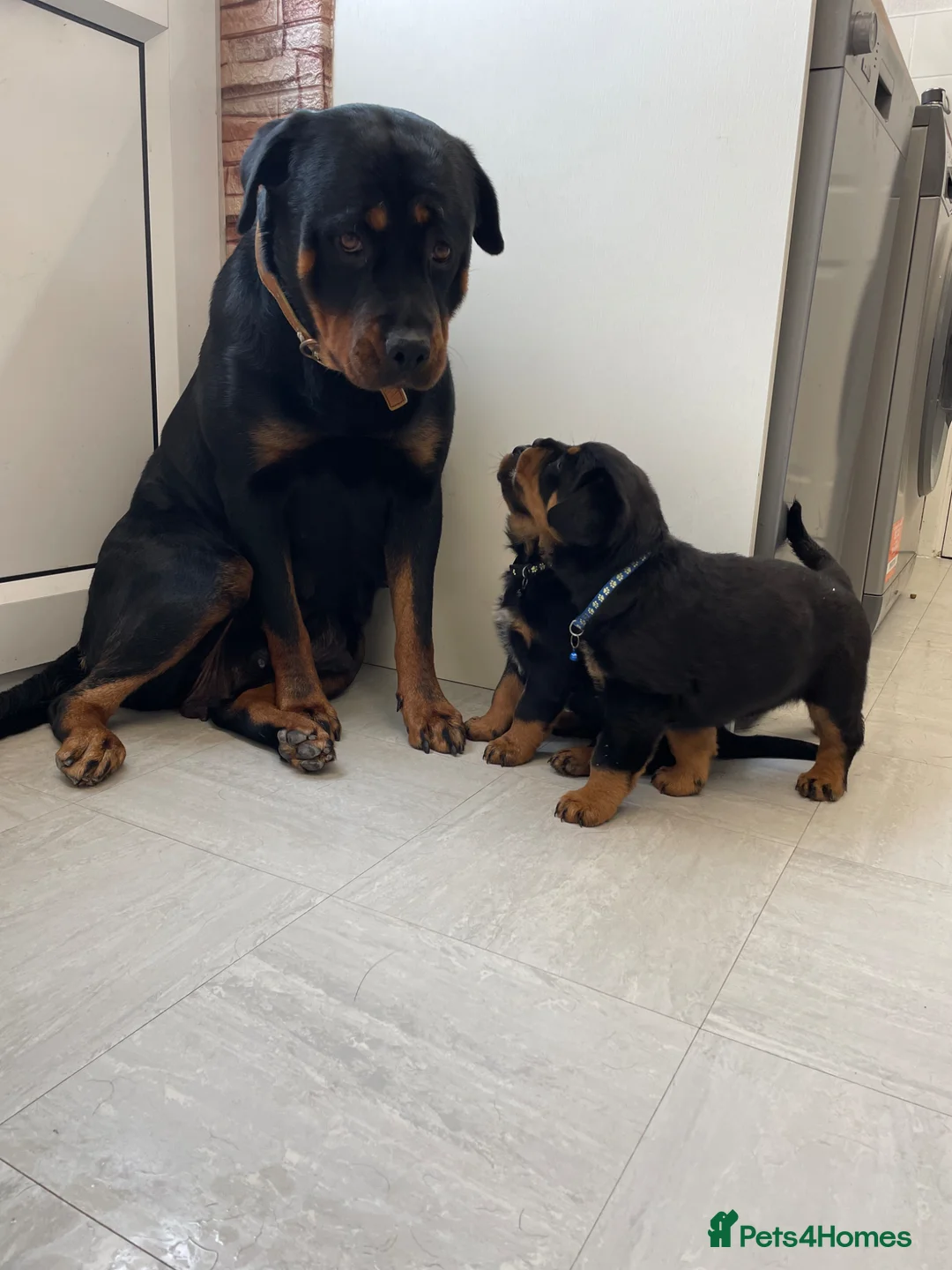 Rottweiler dogs for sale: ROTTWEILER PUPPIES "ready to go" - Advert 1
