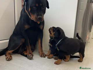 Rottweiler dogs ROTTWEILER PUPPIES *ready to go now* - Advert 8