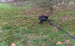 Belgian Shepherd Dog dogs for sale: Belgian Mallinois Male pups for sale - Image 9