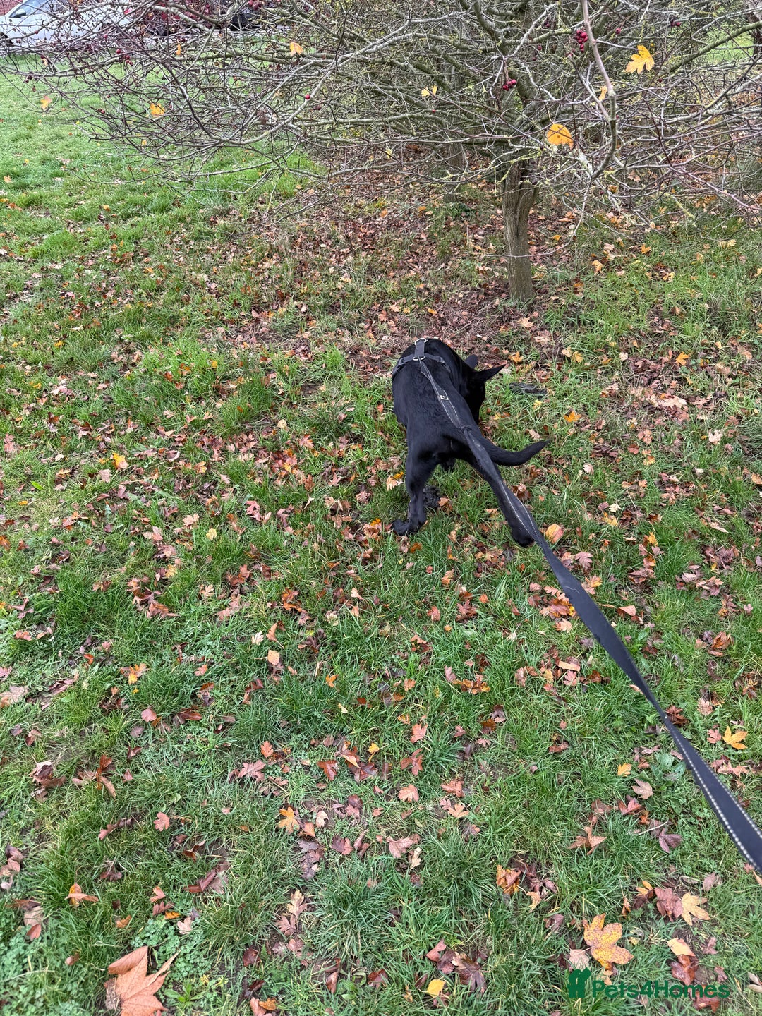 Belgian Shepherd Dog dogs for sale: Belgian Mallinois Male pups for sale - Image 9