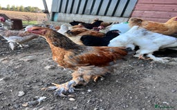 Hens poultry for sale: Rare Buff Brahma Boys-calm and stunning - Image 11
