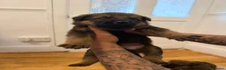 Mixed Breed dogs for sale: Loving Puppies Ready to Leave Soon in Stoke-on-Trent - Advert 4