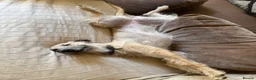 Whippet dogs for sale: Bedlington whippet puppies  in Bridport - Advert 4