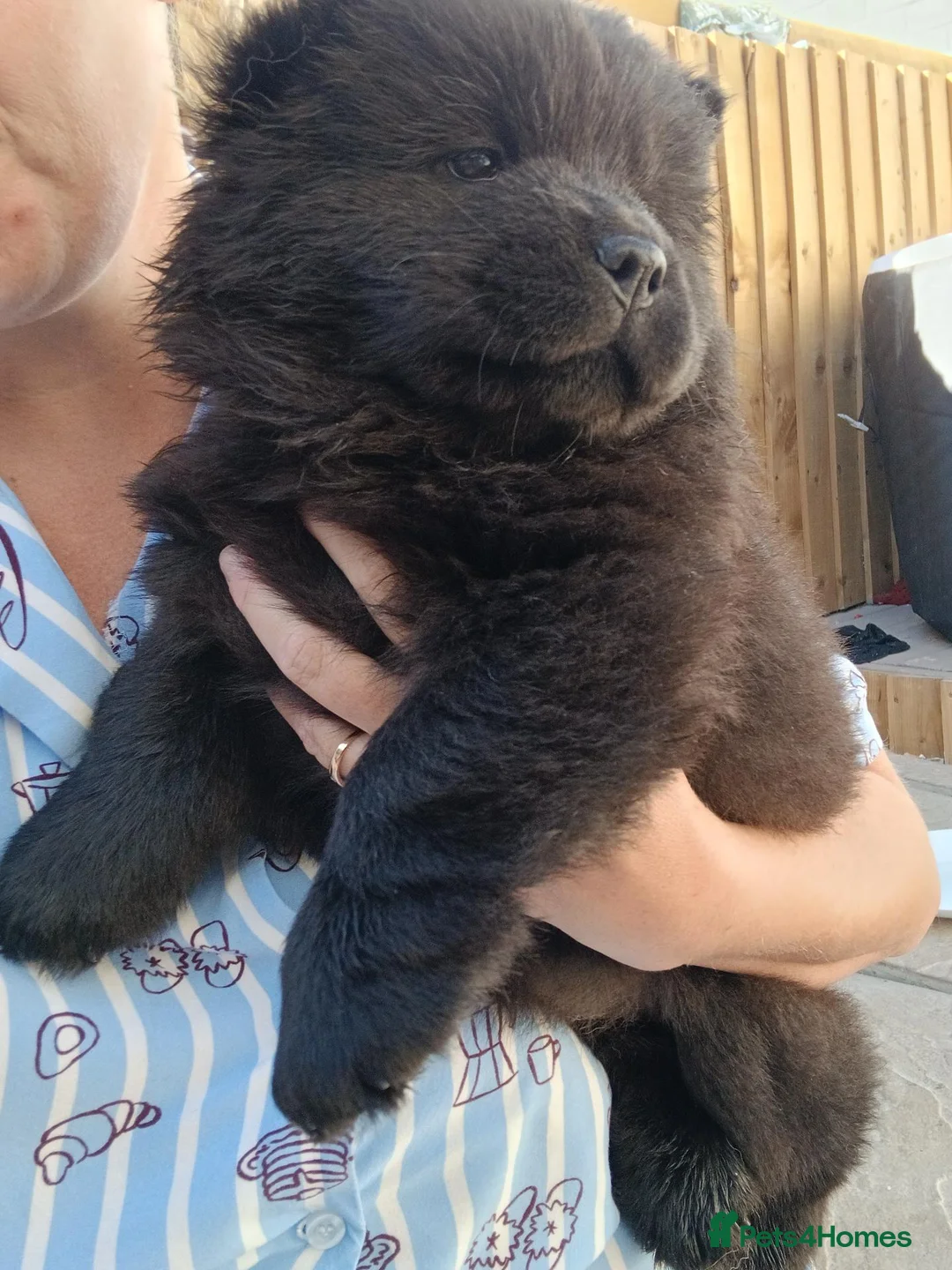 Chow Chow dogs for sale: 🥰 stunning litter due to leave 7th of September  - Advert 1